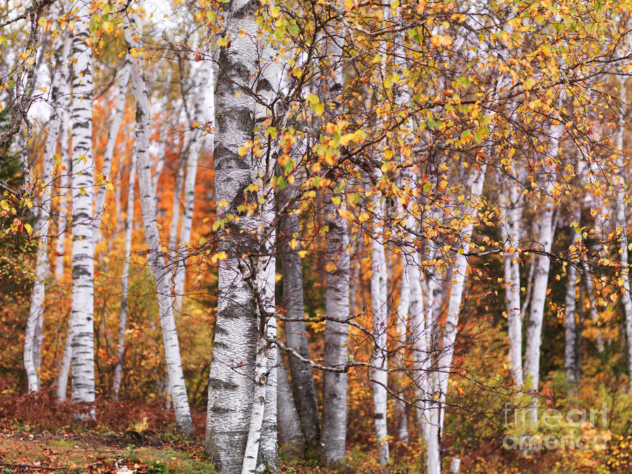 birch trees fall scenery by oleksiy maksymenko birch trees fall scenery by oleksiy maksymenko