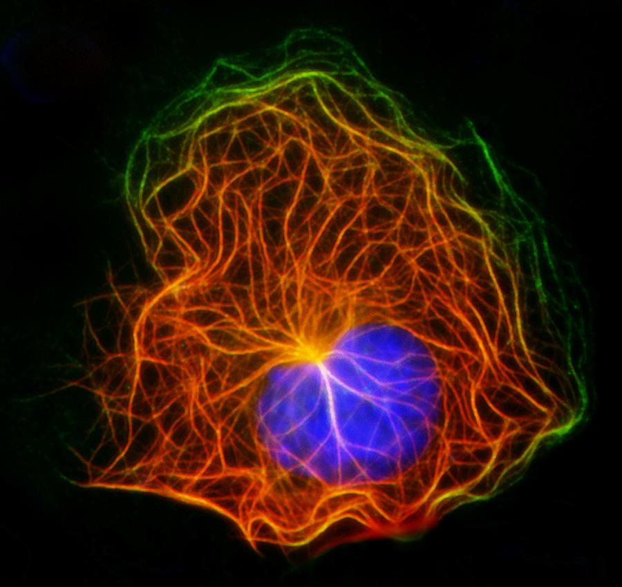 Cell Structure Fluorescent Micrograph 2 By Science Photo Library