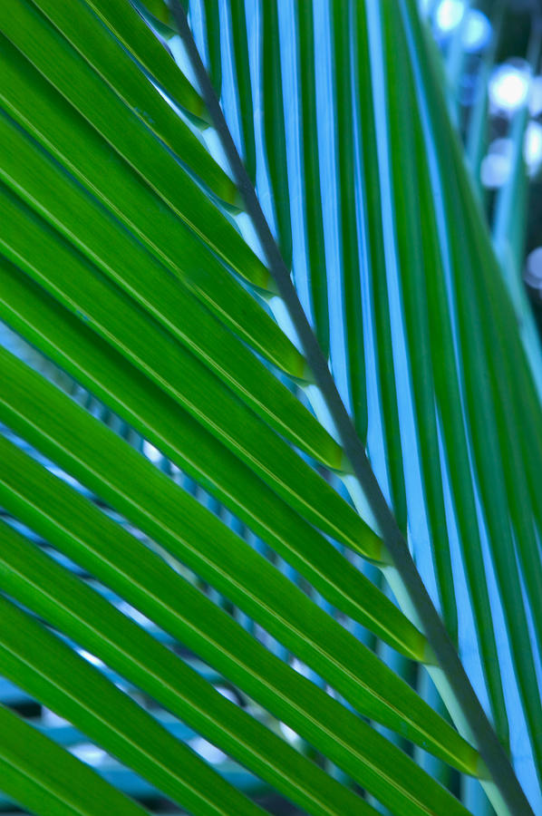 Coconut Palm Leaves