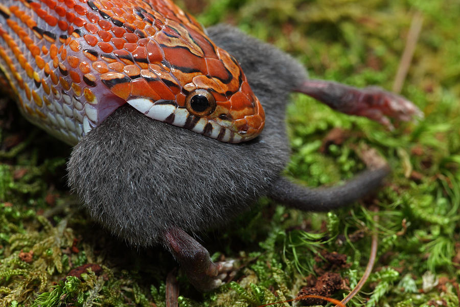 Corn Snake Eating Shorttailed Shrew Captive Photograph by John Cancalosi