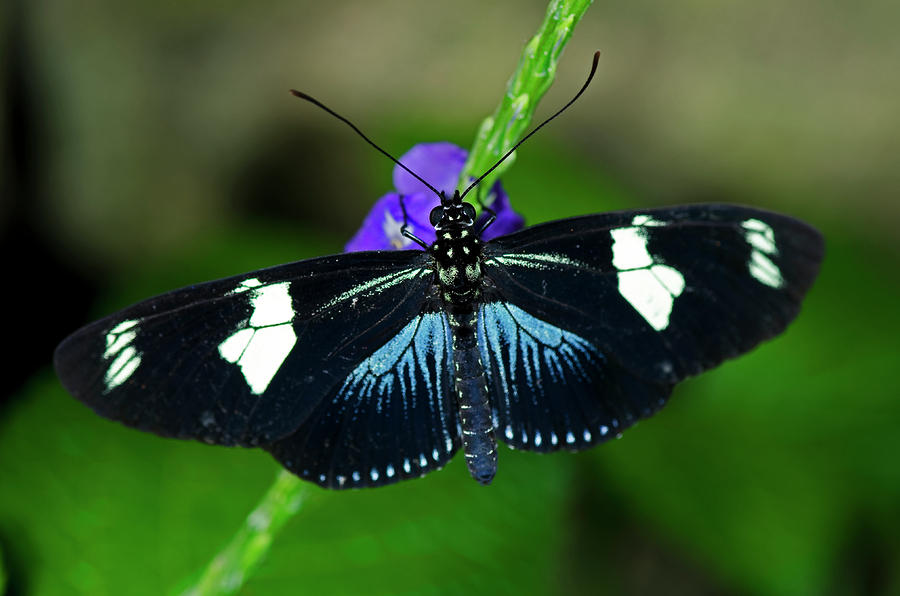 Doris Longwing Butterfly By Jt Lewis