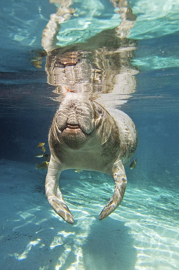 Florida Manatee Swimming Photograph by Clay Coleman