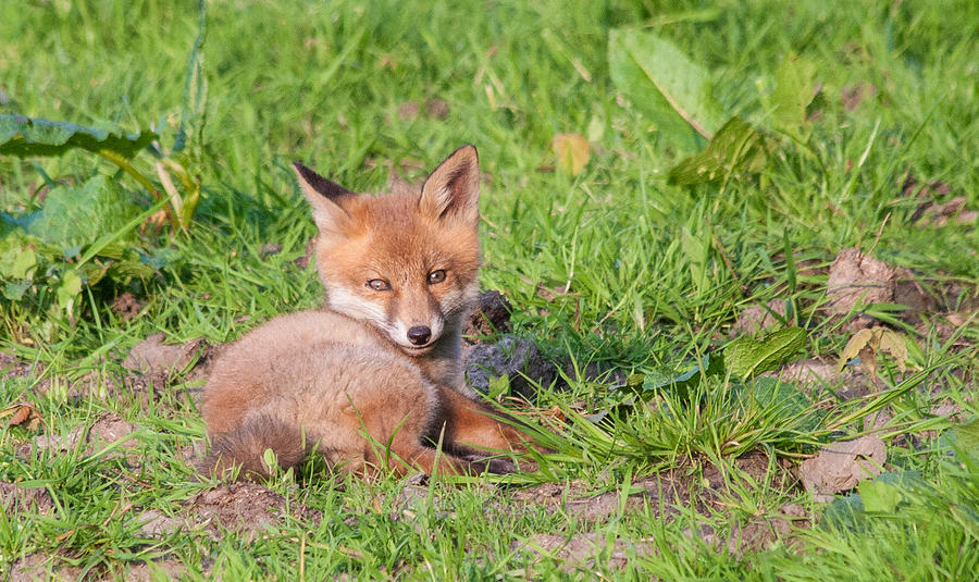 baby fox cub