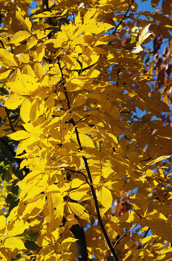 Hickory Tree In Golden Fall Color Photograph by Raymond Gehman