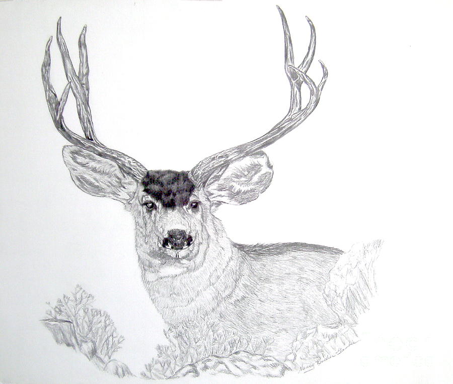 Mule Deer By Nancy Rucker