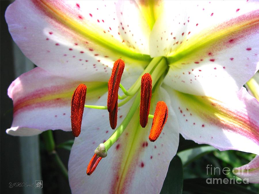 Lily Hybrid