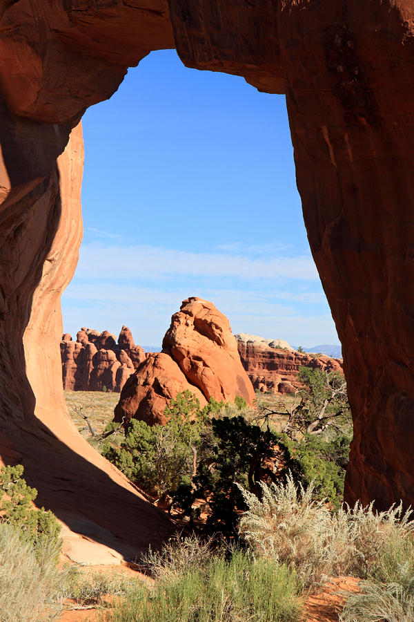 Pine Tree Arch