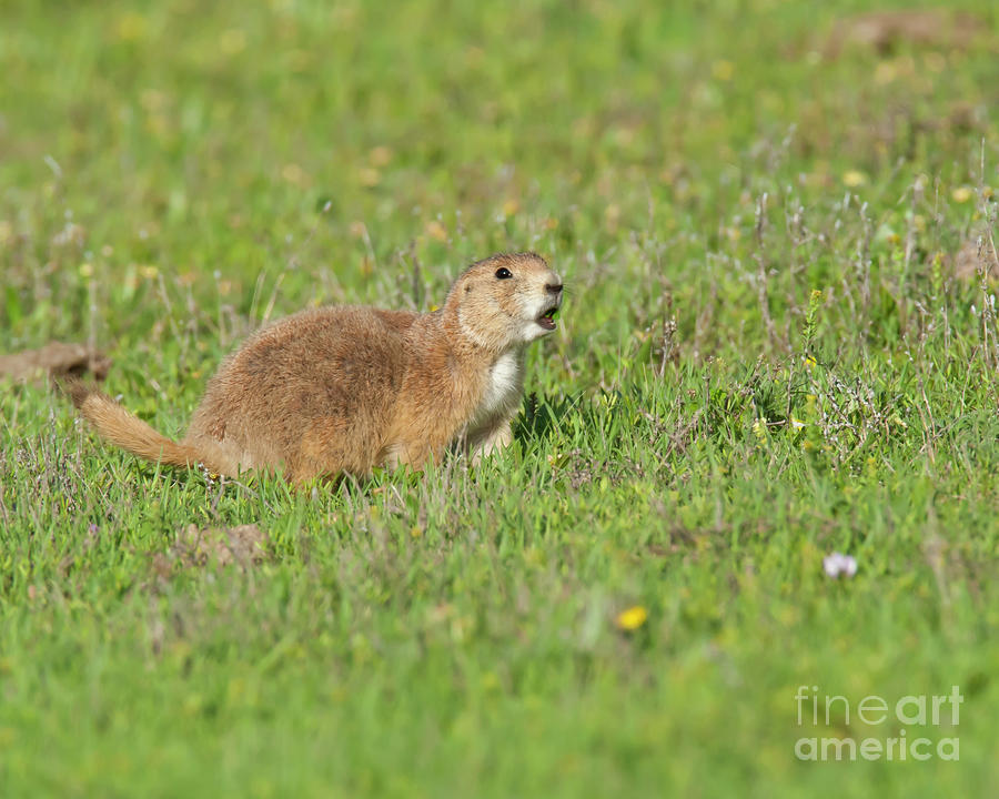  - 2-prairie-dog-james-mundy