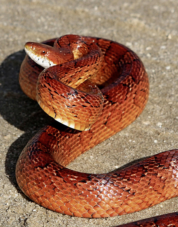 Red Rat Snake Photograph By Ira Runyan