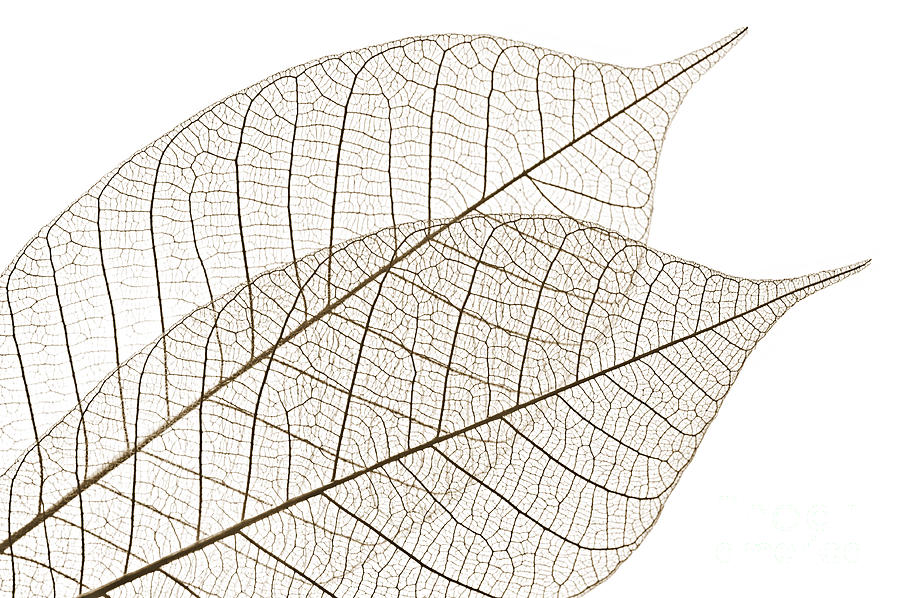 2-skeleton-leaves-elena-elisseeva.jpg