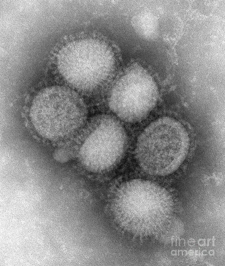 Swine Flu Virus Tem Photograph By Science Source Pixels