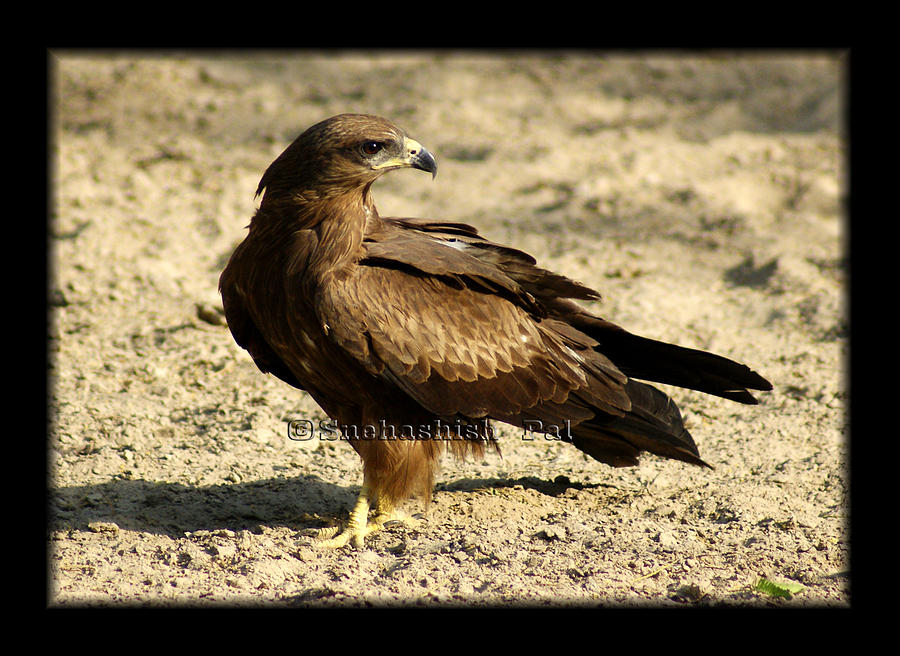 - 2-the-pariah-kite-wildlife-photgrapher-snehashish-pal