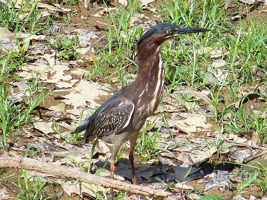 2014baby Green Heron by Martha Abell