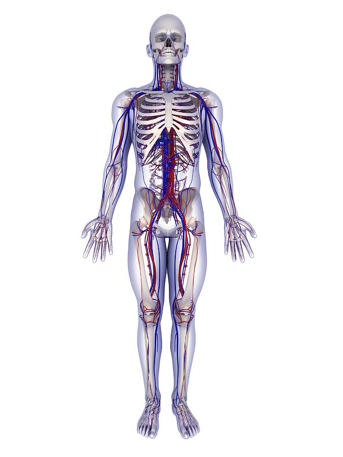 Human Anatomy Artwork Photograph By Sciepro Fine Art America