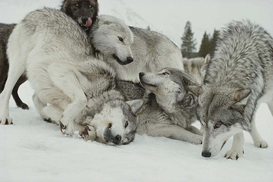 Grey Wolf Pack