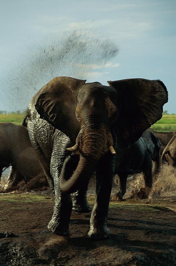 African Elephants Loxodonta Africana Photograph By Beverly Joubert