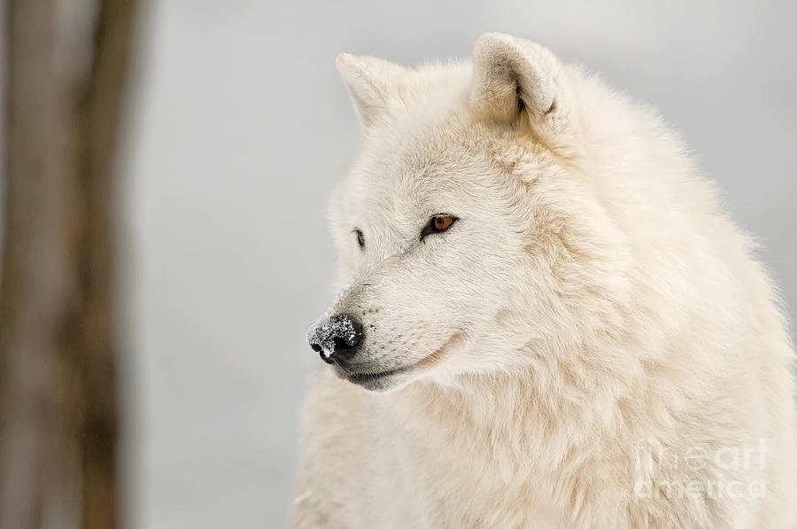 arctic wolf drawings