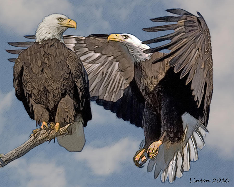 bald eagle pair