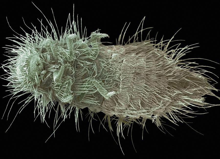 Carpet Beetle Larva Sem 3 By Steve Gschmeissner