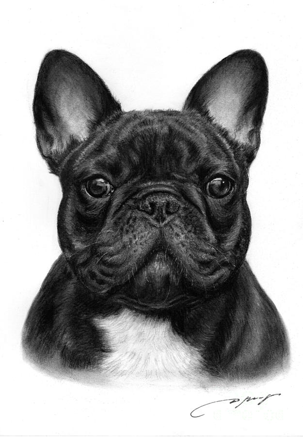 French Bulldog Drawing