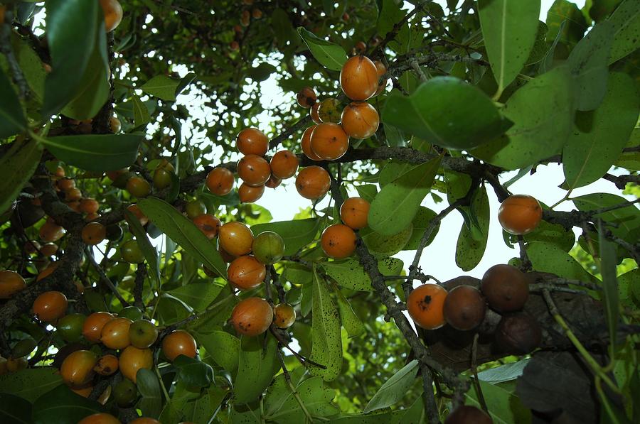 Mammea; Abricoteiro; AbricódeSãoDomingos; AbricódoPará