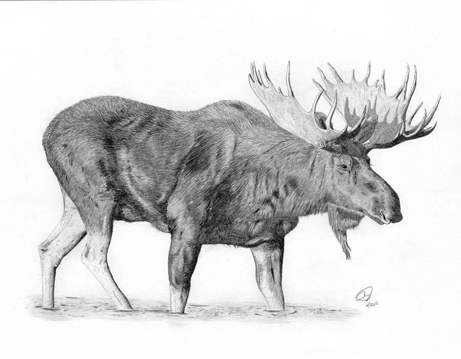 moose drawing moose drawing