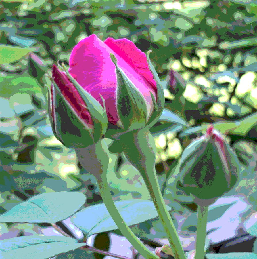  - 3-pink-rose-buds-closeup-padre-art