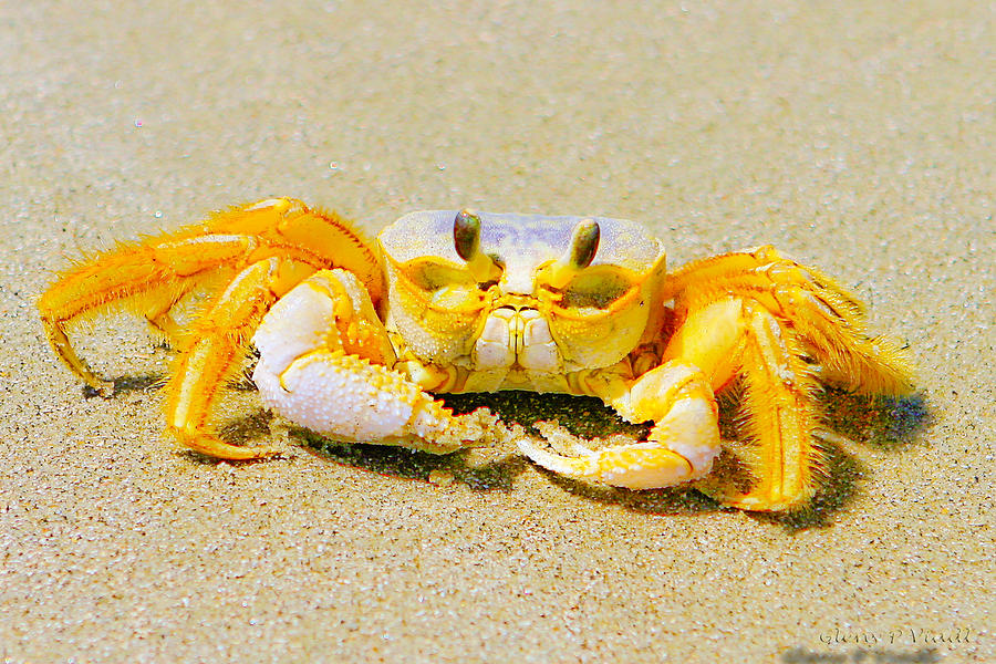 Crab In Sea