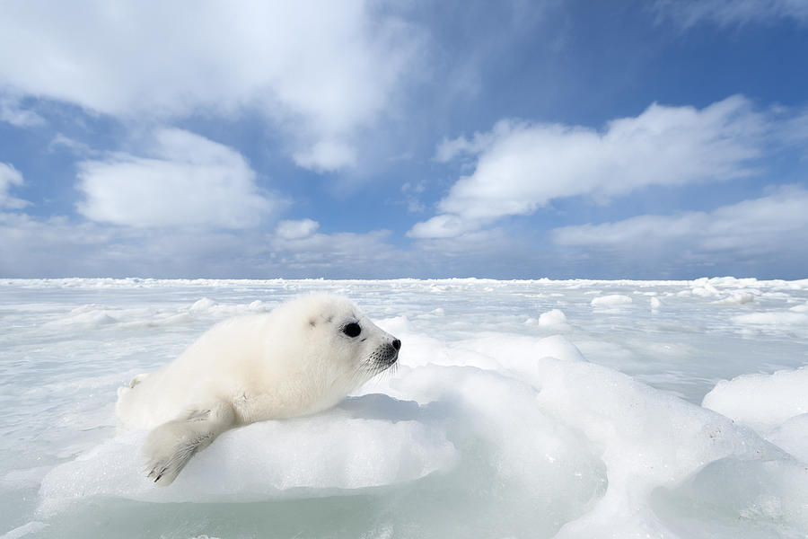 Whitecoat Harp Seal Pup Photograph by Daisy Gilardini