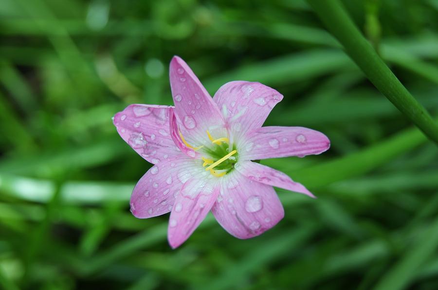 Zephyranthes Lily Photograph