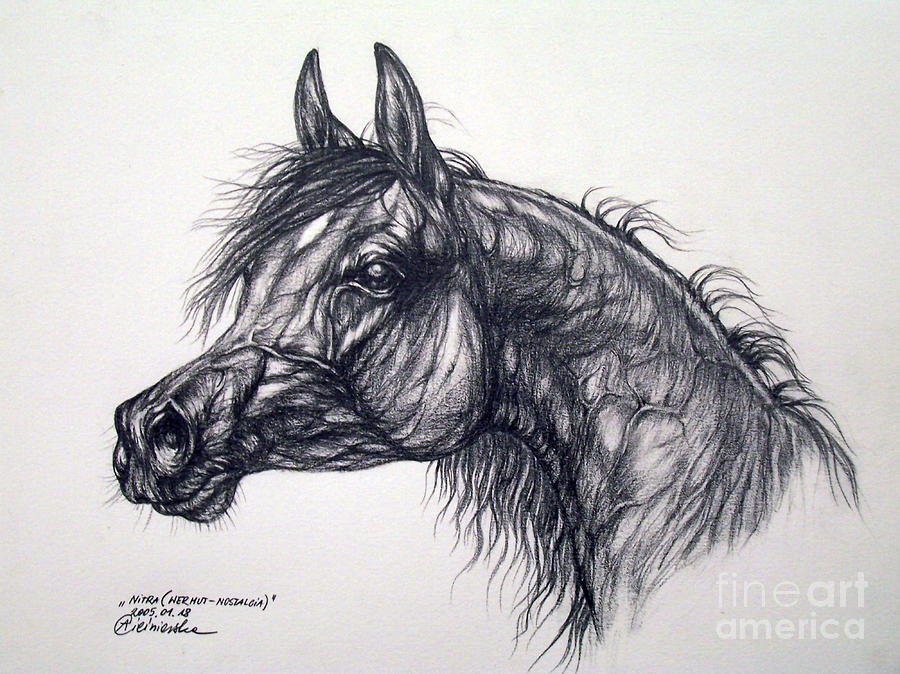 Arabian Horse Drawing