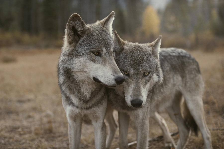 A Couple Of Gray Wolves Canis Lupus Photograph By Jim And Jamie Dutcher 5314