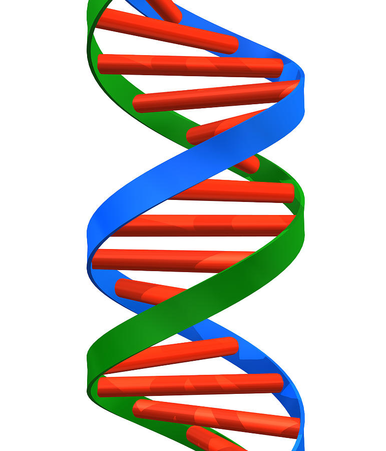 Dna Helix Photograph By Roger Harris