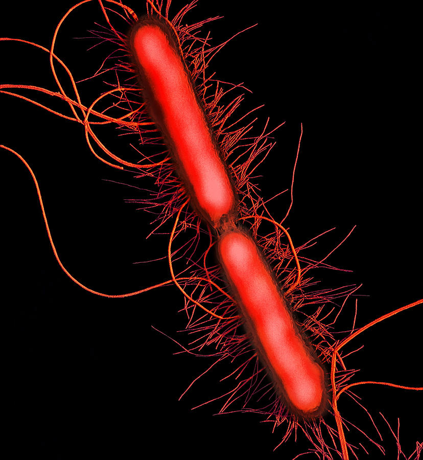 research manuscript on proteus vulgaris