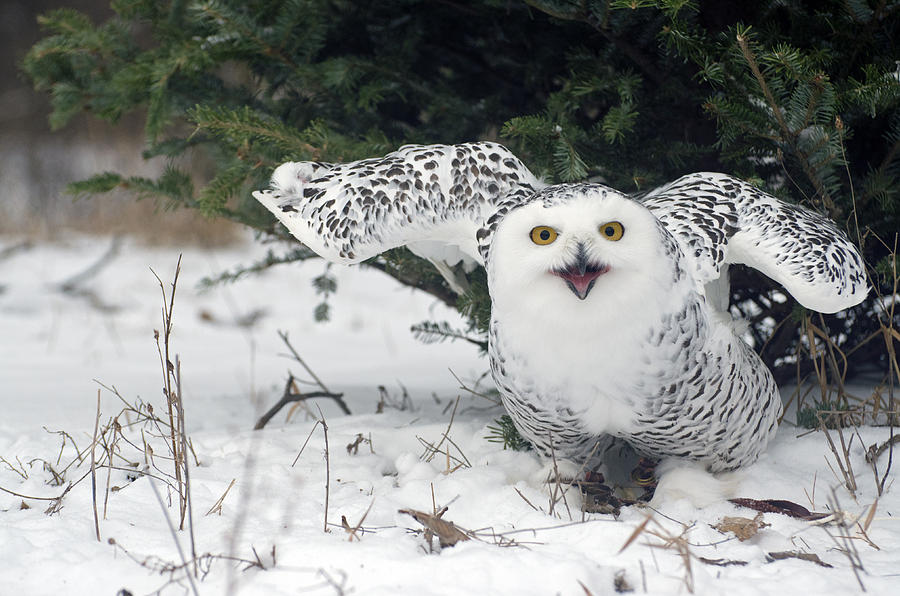 Owl Snow