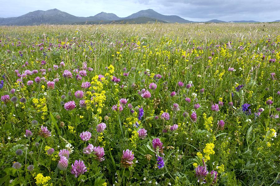 wildflower meadow photograph by bob gibbons wildflower meadow photograph by bob gibbons