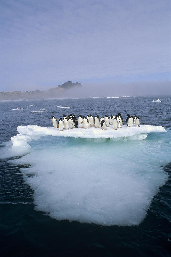 Adelie Penguin Pygoscelis Adeliae Group Photograph By Tui De Roy Fine