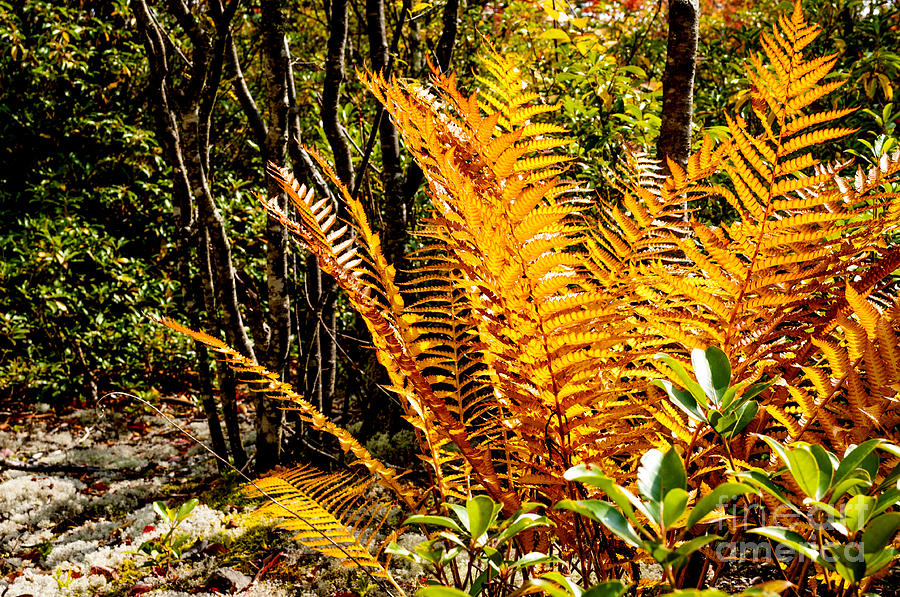 Fall Color Fern Photograph by Thomas R Fletcher