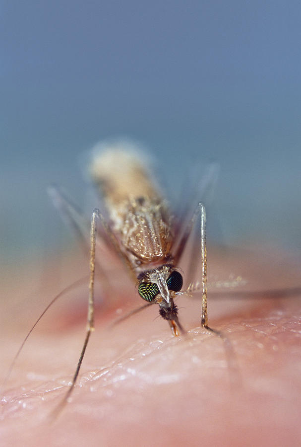 Mosquito feeding on cock