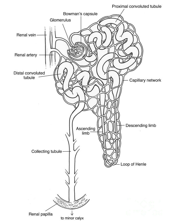 Illustration Of Nephron Photograph By Science Source Pixels