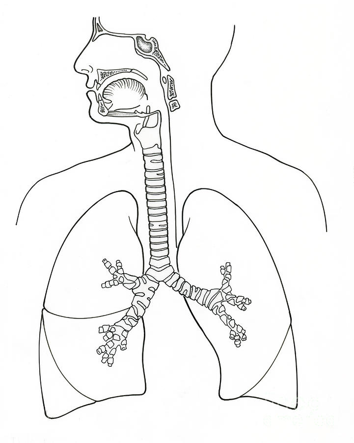 Illustration Of Respiratory System Photograph by Science Source