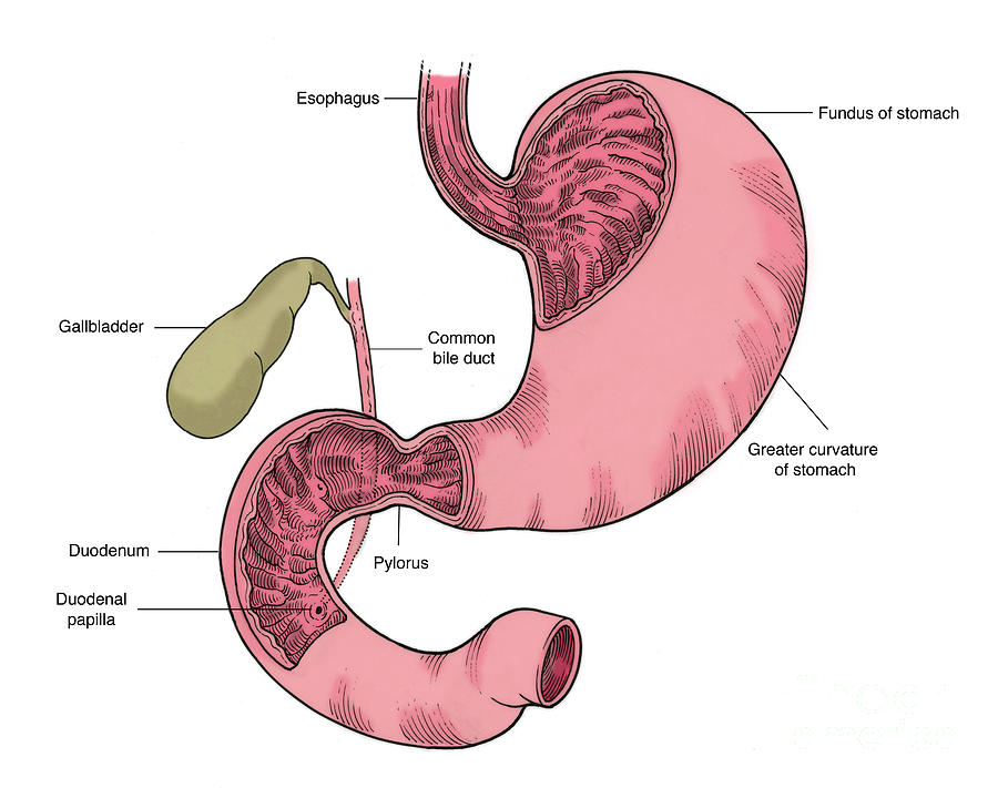 Illustration Of Stomach And Duodenum Photograph By Science Source Pixels