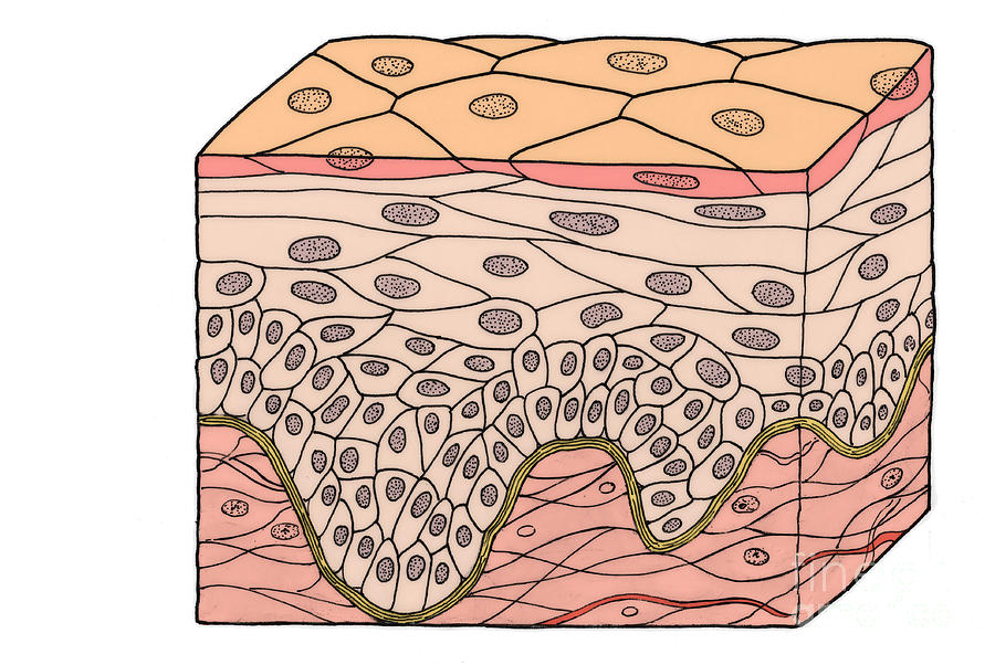 Illustration Of Stratified Squamous by Science Source