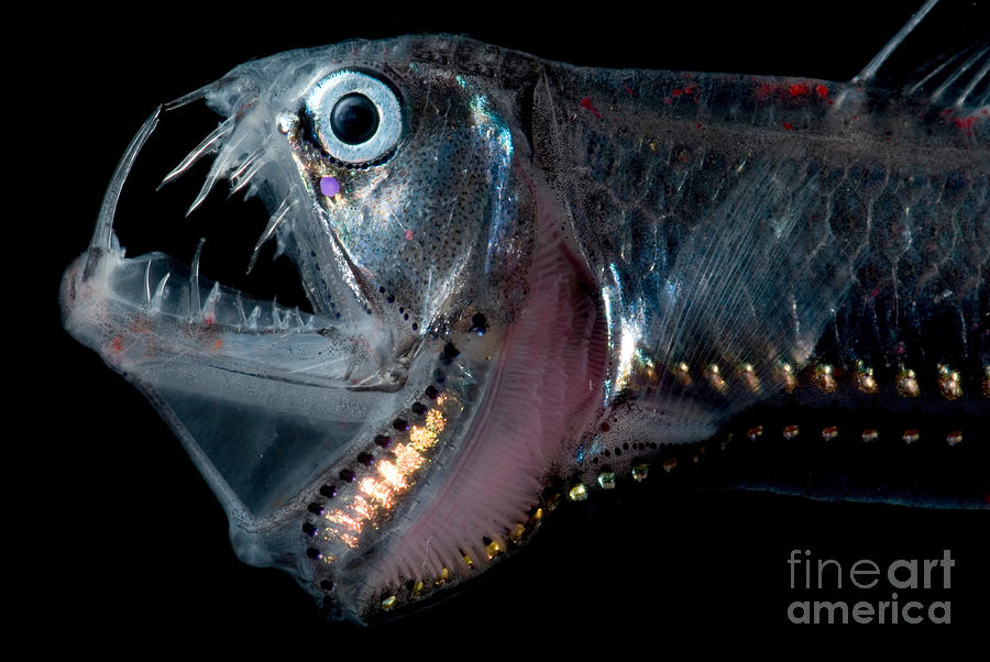 ugly deep sea fish