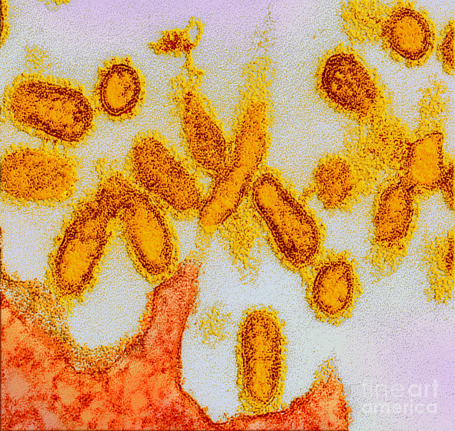 Influenza Virions Photograph By Science Source Fine Art America