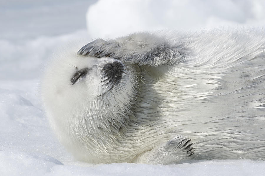 Whitecoat Harp Seal Pup Photograph by Daisy Gilardini