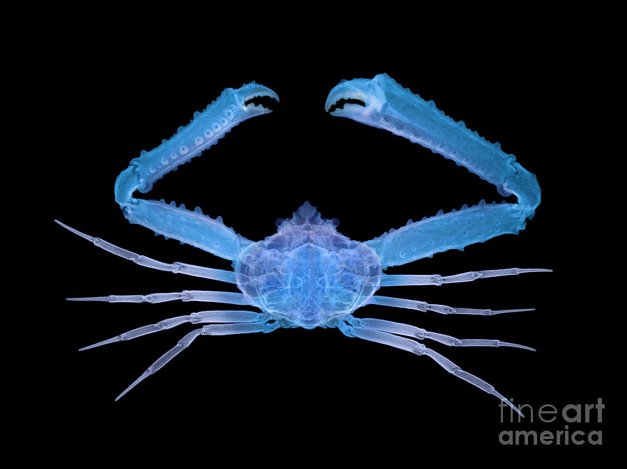 X-ray Of Deep Water Crab By Ted Kinsman