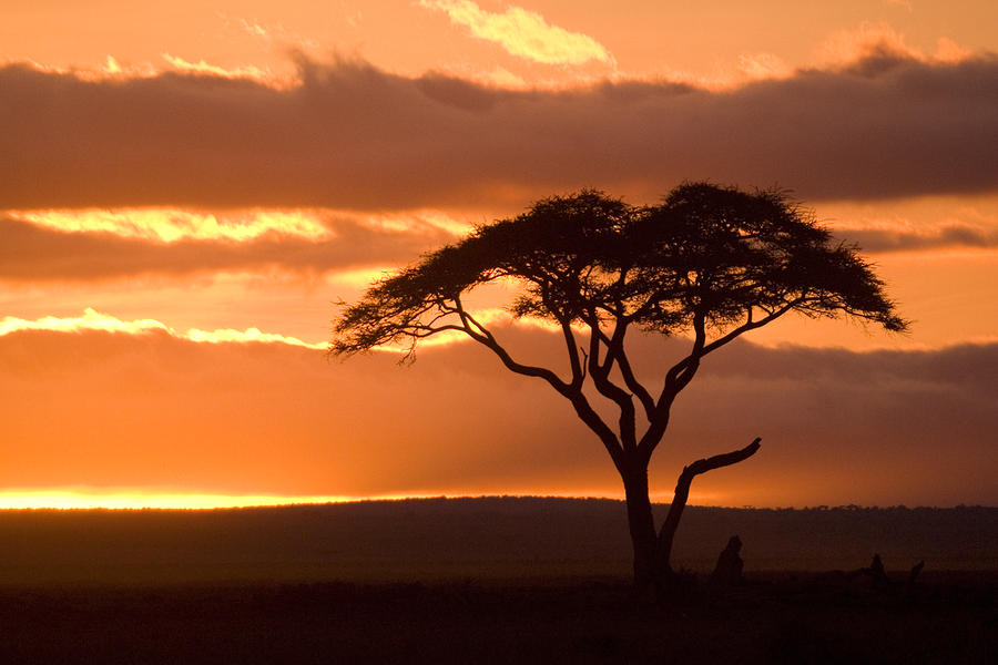 african sunrise with animals african sunrise with animals
