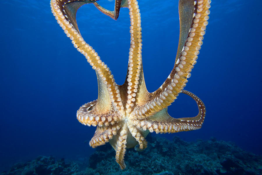 octopus hawaii