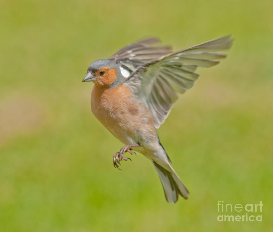 Chaffinch In Flight Photograph 